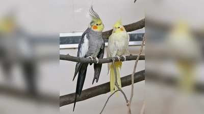 Amarilla und Kewin suchen ein ruhiges, dauerhaftes Zuhause. (Foto: Tierheim Riem)