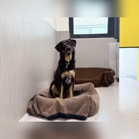 Der Sennenmischlingshund Peterchen wiegt 29,5 kg bei einer Schulterhöhe von 68 cm. (Foto: Tierheim Riem)