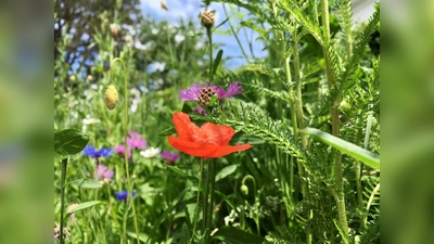 Bei sommerlichen Temperaturen sollten Grünflächen nicht gemäht werden. Das höhere Gras schützt den Boden vor Verbrennung. (Foto: Gem. Neubiberg)