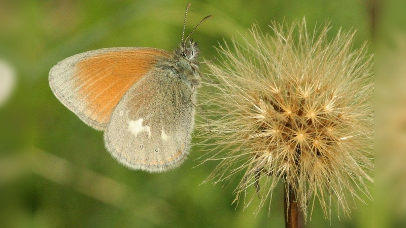 Ein Wiesenvögelchen. (Foto: Klaus Gottschaldt)
