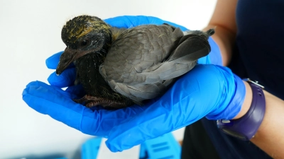 Ein Taubenbaby. Übrigens: Von den Nestern von Stadttauben geht kein höheres Gesundheitsrisiko aus als von den Nestern anderer Wildvögel.  (Foto: Tierschutzverein München e.V.)