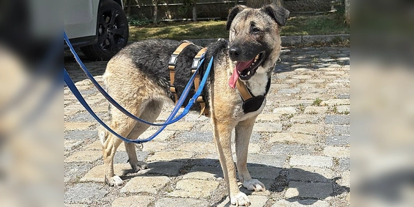 Für Sofie wünschen wir uns ein ruhiges Zuhause in einer ebenso ruhigen, eher ländlichen Umgebung bei hundeerfahrenen Menschen. (Foto: Tierheim Riem)