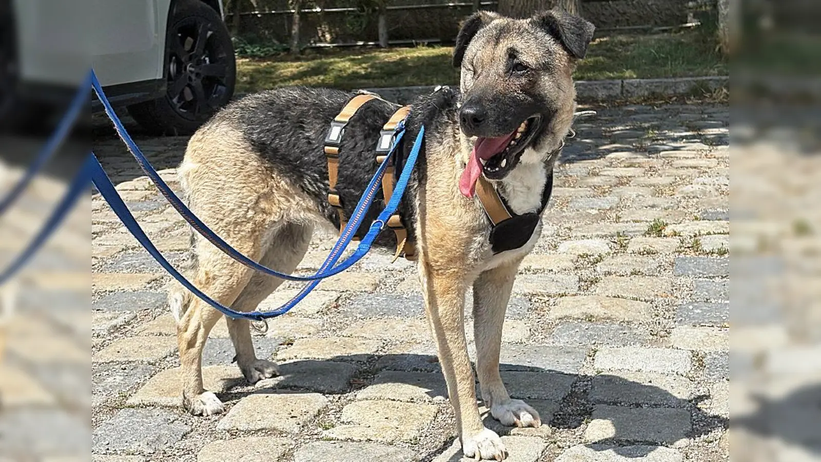 Für Sofie wünschen wir uns ein ruhiges Zuhause in einer ebenso ruhigen, eher ländlichen Umgebung bei hundeerfahrenen Menschen. (Foto: Tierheim Riem)