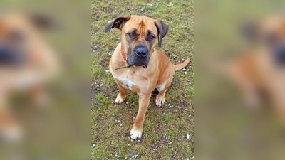 Boerbel-Hündin Finja. (Foto: Tierheim Riem)
