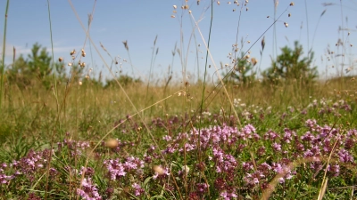 Das Naturschutzgebiet Fröttmaninger Heide lässt sich beim Aktionstag näher kennenlernen. (Foto: Stefan Gersthorfer)