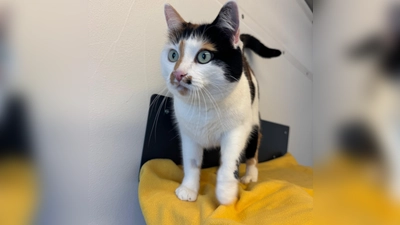 Mila zeigt sich verschmust, wenn sie Vertrauen gefasst hat. Wenn sie unter Stress gerät, kann sie aber auch die Krallen einsetzen. (Foto: Tierheim Riem)