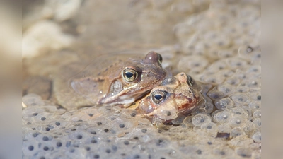 Grasfrösche ernähren sich von Asseln, Mücken, Käfern, Spinnen, Schnecken und Würmern. (Foto: Manfred Kühn)