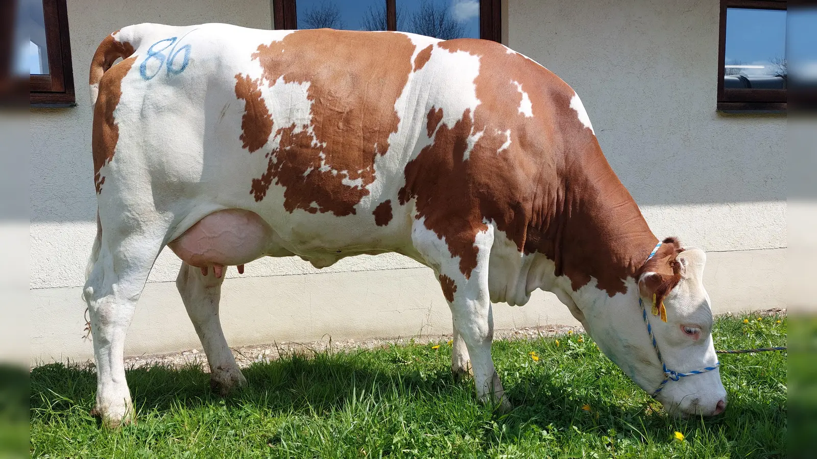 Der nächste Zuchtviehmarkt findet am Donnerstag, 11. Mai, in der Hochlandhalle statt.  (Foto: Weilheimer Zuchtverbände e.V.)