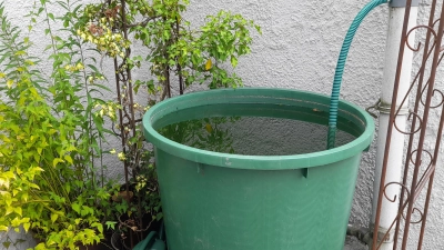 Regenwasser wird vielerorts bereits in Tonnen aufgefangen, um damit Pflanzen nachhaltig zu bewässern. Ähnlich könnte eine „Wasserbank“ funktionieren. (Foto: kö)