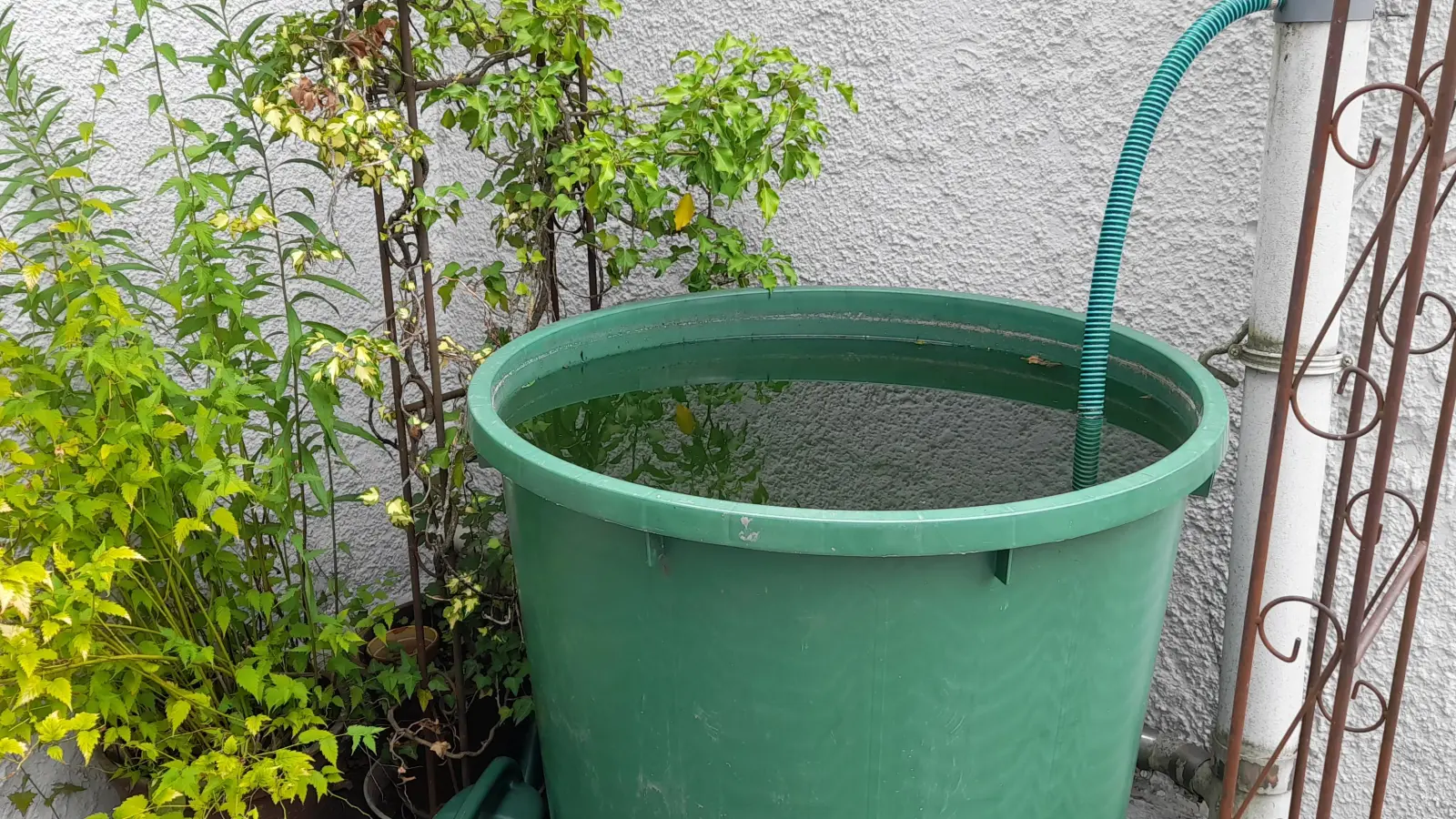 Regewasser wird vielerorts bereits in Tonnen aufgefangen, um damit Pflanzen nachhaltig zu bewässern. Ähnlich könnte eine „Wasserbank“ für den öffentlichen Raum funktionieren. (Foto: kö)