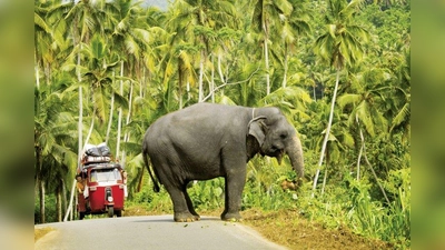 Barbara Vetter entführt ihr Publikum nach Sri Lanka – ins Reich der Elefanten. (Foto: Barbara Vetter)