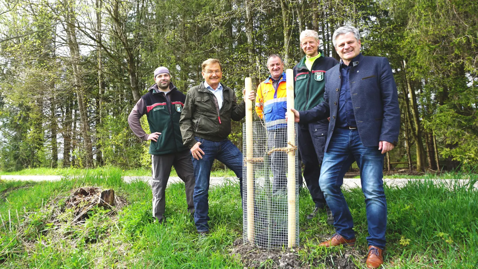 Begutachten die frisch gesetzten Elsbeeren, die schon kräftig austreiben (von links):Sebastian Winter (Projektmanager Zukunftswald AELF), zweiter Bürgermeister Hans Friedl (MdL), Bauhofleiter Franz Heiß, Forstdirektor (AELF) Gero Brehm, Erster Bürgermeister Stefan Joachimsthaler. (Foto: Gemeinde Alling)