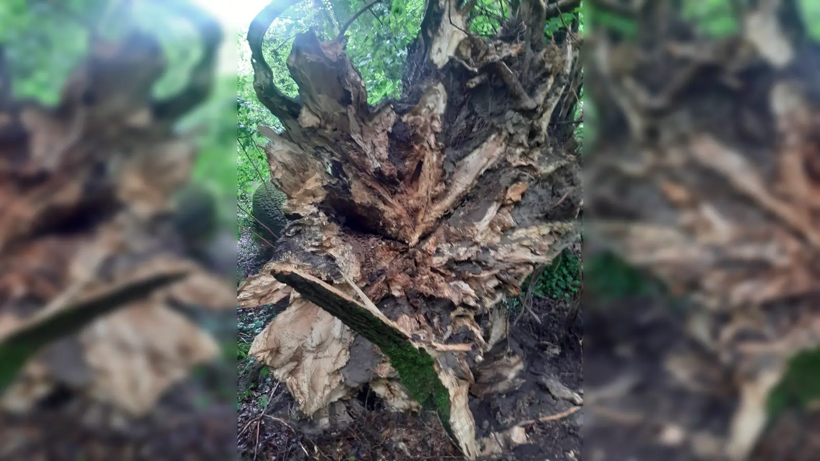 Wenn Eschen durch das Absterben der Baumkrone geschwächt sind, breiten sich im Wurzelbereich (Bild) Pilzkrankheiten aus. Solche Bäume sind nicht mehr standfest und müssen gefällt werden – wie hier in den Isarauen.  (Foto: Baureferat)