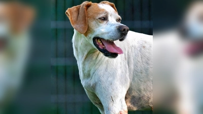 Mischlingsrüde Sam. (Foto: Tierheim Riem)