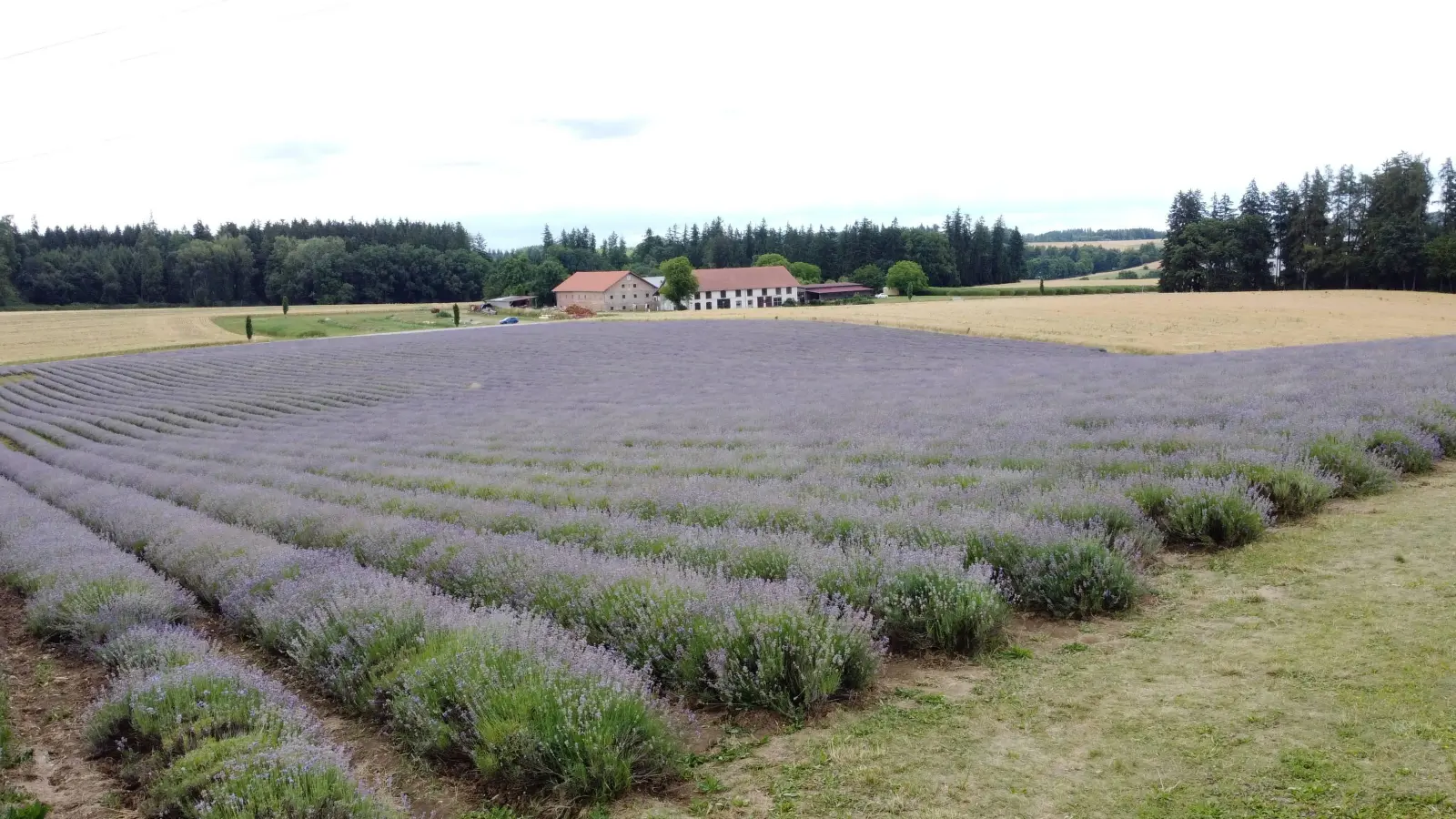 Das Lavendelfeld bei Adlstraß blüht von Mitte Juni bis Mitte Juli. (Foto: bro)