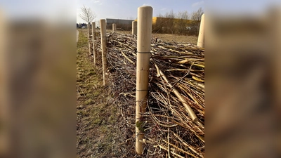 Bei den so genannten „Benjeshecken“ wird Schnittgut locker zwischen Holzpfosten übereinander gelagert.  (Foto: Stadt Germering)