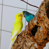 Die beiden Wellensittiche Picksi und Coco (Foto: Tierheim Riem)