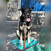 Ricky benötigt eine konsequente Führung bei Menschen mit Hunde-/Rasseerfahrung. (Foto: Tierheim Riem)