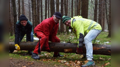 Der künftige Maibaum wurde bereits gefällt und wird derzeit von den fleißigen Helfern des Vereins Partnerschaft mit Trogir e.V. vorbereitet. (Foto: Verein Partnerschaft mit Trogir e.V.)