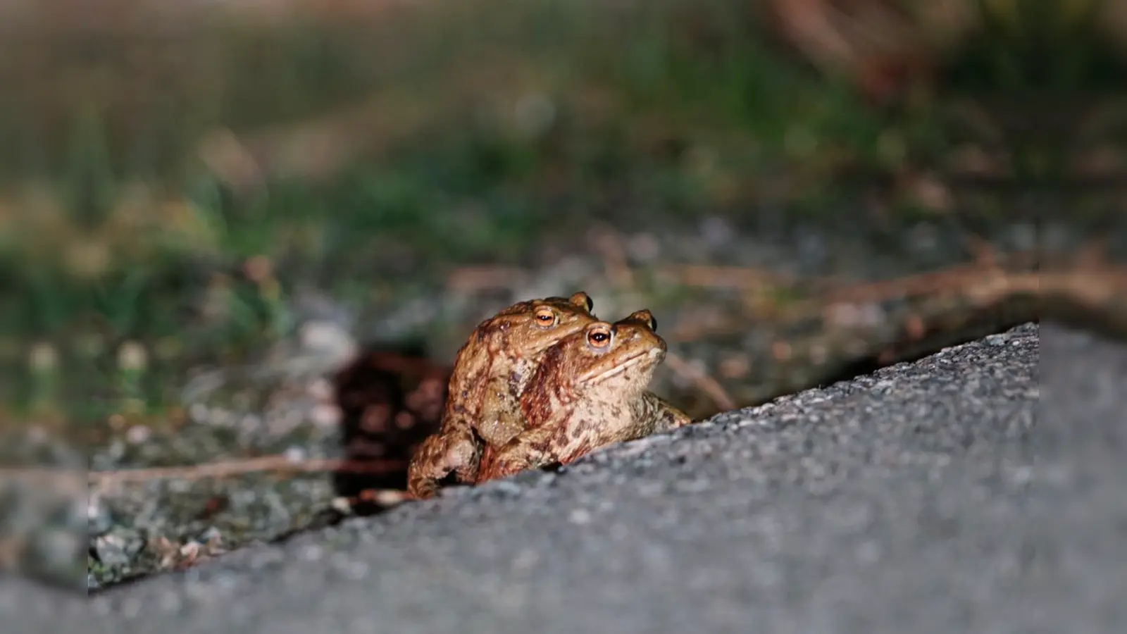 Die Krötenwanderung hat wieder begonnen, Autofahrer sollten deshalb nachts und in den Morgenstunden ganz besonders vorsichtig fahren. (Foto: BN Oberhaching)