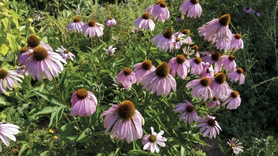 Der Sonnenhut, wissenschaftlich Echinacea purpurea, fühlt sich in sonnigen bis halbschattigen Standorten wohl. Er blüht von Juni bis August. (Foto: ÖBZ/Marc Haug)