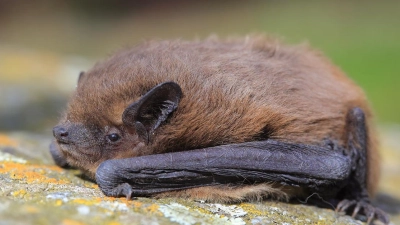 Fledermäuse - geheimnisvolle Jäger der Nacht, die auch in der Stadt zuhause sind. (Foto: LBV/Stefan Masur)