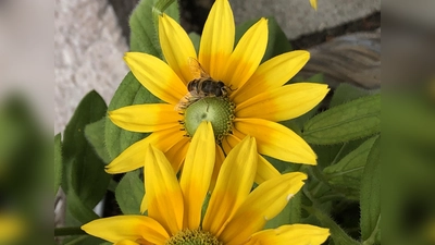 Mit den richtigen Pflanzen kann man viel für die Artenvielfalt tun und den Balkon oder die Terrasse zum Treffpunkt für Wildbienen, Schmetterlinge und Co. machen. (Foto: hw)