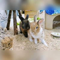 Die beiden Zwergkaninchen Paul und Lisa suchen ein gemeinsames neues Zuhause. (Foto: Tierheim Riem)