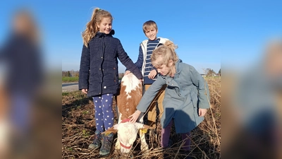 Marie und ihre Geschwister genossen den Besuch beim kleinen Bullen Urban. (Foto:  © Hechendorfer Wochenmarkt)