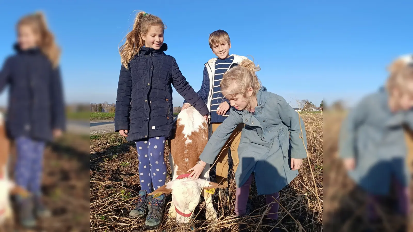 Marie und ihre Geschwister genossen den Besuch beim kleinen Bullen Urban. (Foto:  © Hechendorfer Wochenmarkt)