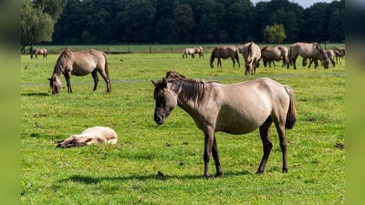 Ein Unbekannter hat zwei Rennpferde verletzt. (Symbolbild: CC BY-SA 4.0, Dietmar Rabich)