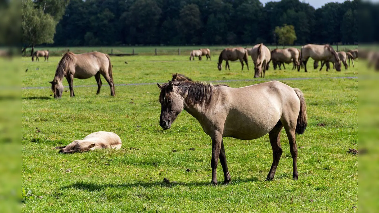 Ein Unbekannter hat zwei Rennpferde verletzt. (Symbolbild: CC BY-SA 4.0, Dietmar Rabich)