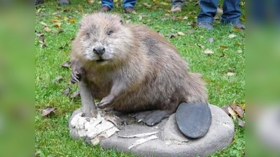 Des einen Freud, des anderen Leid. Der Biber steht unter Naturschutz, sorgt allerdings für viel Zerstörung an heimischen Bäumen. (Foto: VHS)