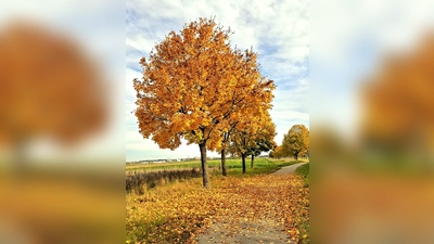 Zu recht heißt es angesichts dieser Farbenpracht goldener Oktober. (Foto: Kornel Pawlowski)