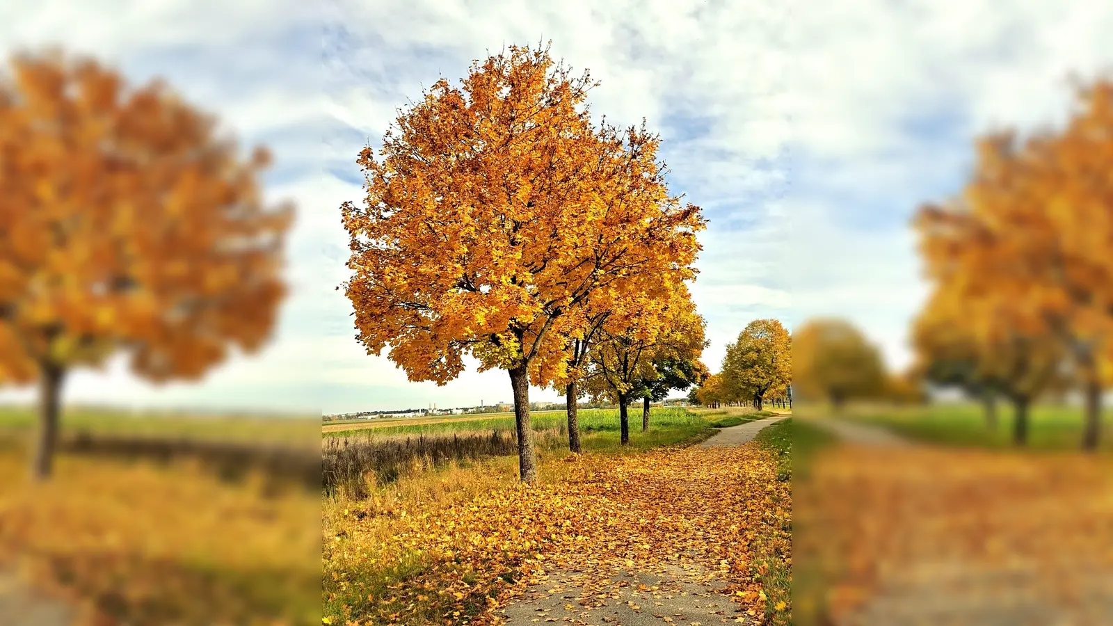 Zu recht heißt es angesichts dieser Farbenpracht goldener Oktober. (Foto: Kornel Pawlowski)