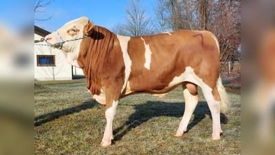 Der Spitzenbulle vom Betrieb Pischeltsrieder wechselte für 18.000 Euro den Besitzer. (Foto: Weilheimer Zuchtverbände e.V.)