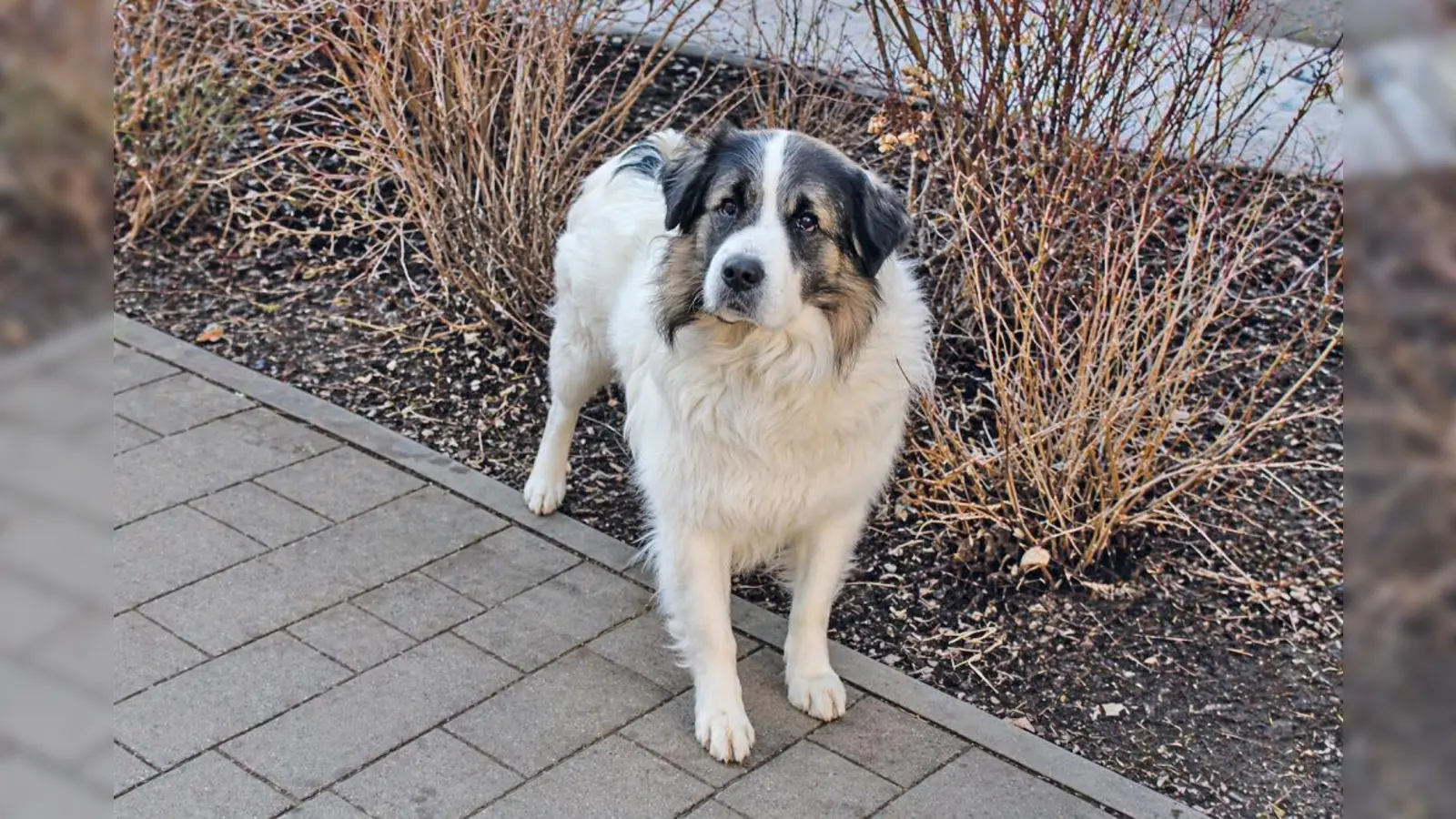Rudi benötigt eine konsequente und souveräne Führung und darf noch einiges lernen.  (Foto: Tierheim Riem)