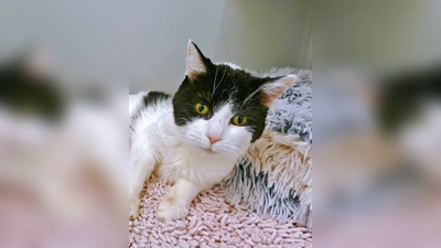 Europäisch Kurzhaar Katze Phoebe. (Foto: Tierheim Riem)