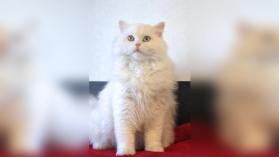 Kater Mimo. (Foto: Tierheim Riem)