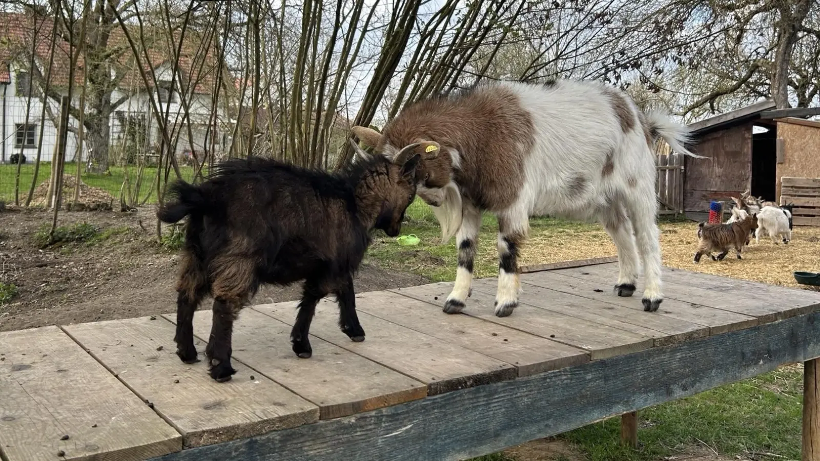 Zwergziegenbock Ronaldo (l.) fühlt sich wohl in seinem neuen Zuhause. (Foto: Tierheim München e.V.)