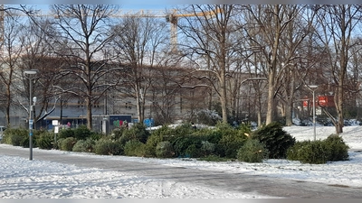 Am Georg-Freundorfer-Platz hat der Abfallwirtschaftsbetrieb (AWM) seit wenigen Jahren eine offizielle Christbaumsammelstelle eingerichtet. (Archivbild: kö)