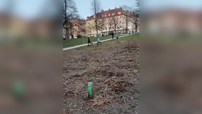 Statt Christbäumen zeigt sich am Georg-Freundorfer-Platz nun Brachfläche. In diesem Jahr hatte der Abfallwirtschaftsbetrieb München (AWM) erstmals eine Christbaumsammelstelle am Georg-Freundorfer-Platz eingerichtet. Diese wurde auch rege genutzt, sodass sich zwischen Ende Dezember und Mitte Februar zahlreiche Bäume über dem mittleren Wiesenfeld im Park verstreuten. Der Wiese scheint die Sammelaktion indes nicht bekommen zu sein. Die Tannenbäume sind inzwischen zwar vom Georg-Freundorfer-Platz abgeholt worden, darunter aber lichtet sich nun die übrig gebliebene öde Wiesenfläche, so dass sich Stadtteilbewohner fragen, wie sinnvoll die Errichtung der Christbaumsammelstelle im höchst-frequentierten Park des Viertels sein mochte. Bleibt zu hoffen, dass mit dem Frühling nun neues Gras darüber wächst. (Foto: Beatrix Köber)