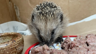 Mit Katzenfutter können zu kleine Igel aufgepäppelt werden. (Foto: pst)