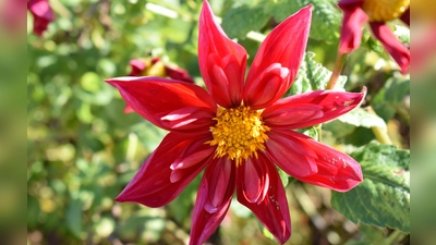 Die Blumenpracht von Annettes Garten lässt sich am 10. Juni erleben.  (F.: D. Mielcarek)