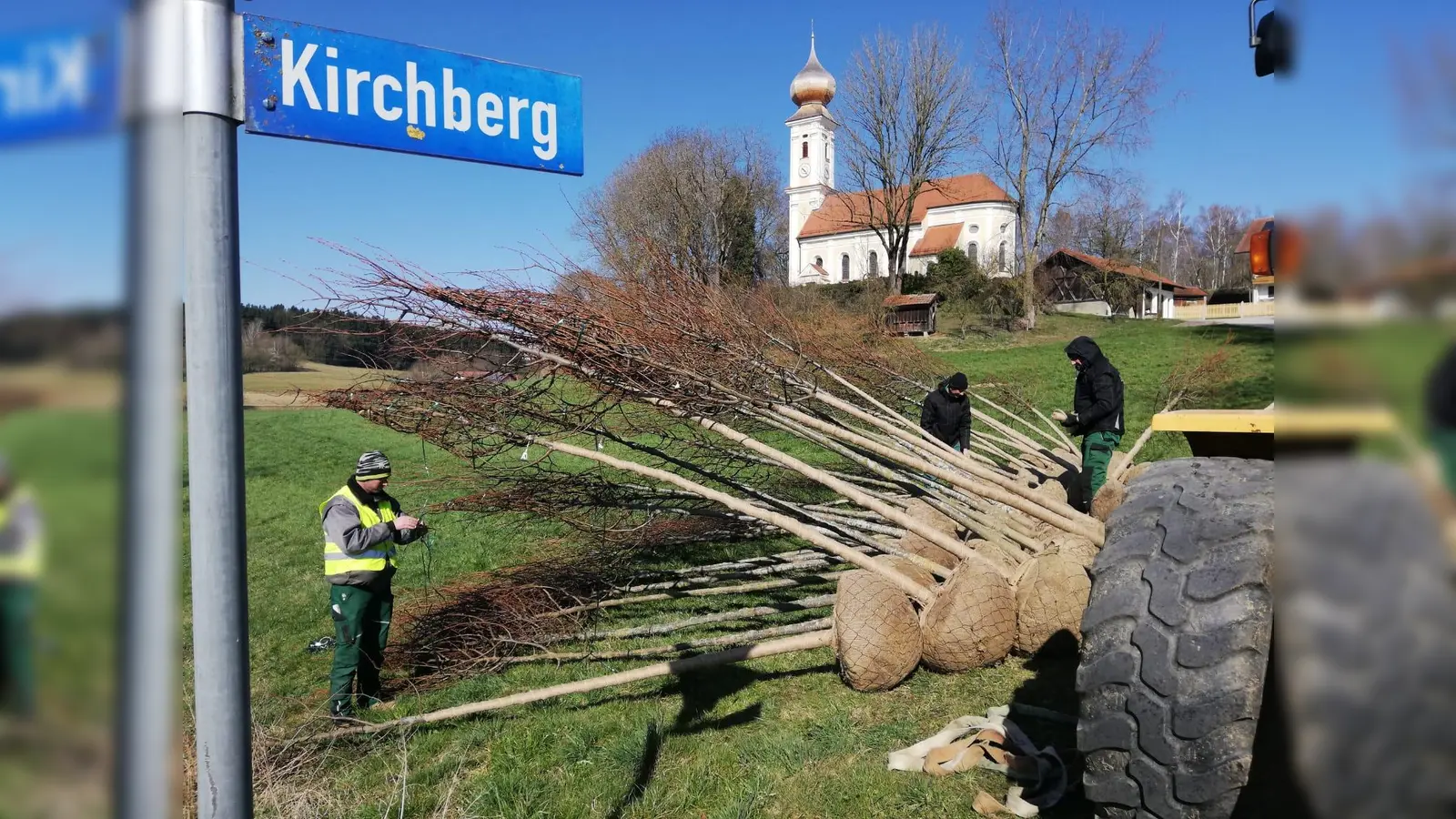 Über 40 Linden werden im Gemeindegebiet Kirchberg nachgepflanzt. (Foto: LRA Erding)