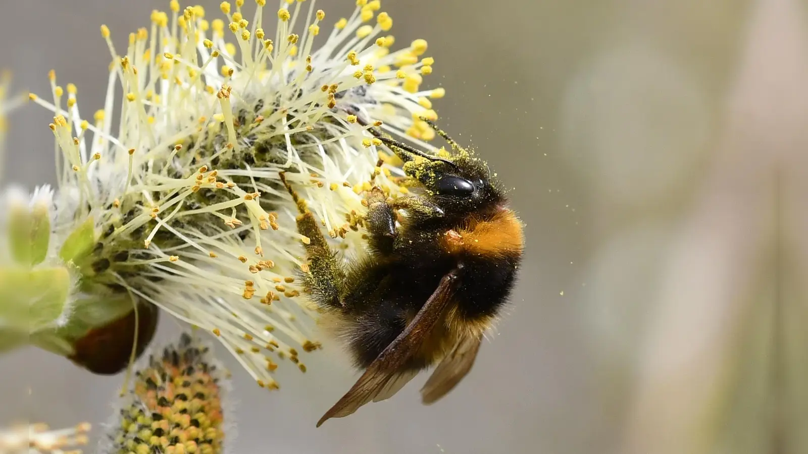 In den Fokus geraten: eine Gartenhummel auf einer Wede. (Foto: Jann Wübbenhorst)