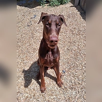 Dobermann-Rüde Pablo. (Foto: Tierheim Riem)