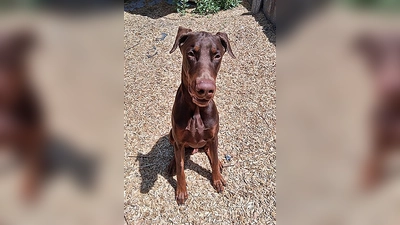 Dobermann-Rüde Pablo. (Foto: Tierheim Riem)