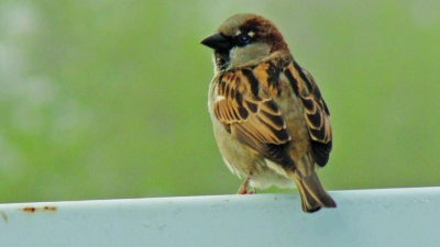 Der Sperling oder Spatz, wie er umgangssprachlich meist genannt wird, ist ein Körnerfresser. Er ist mit einem kräftigen Schnabel ausgerüstet. (Foto: pst/ Archiv)