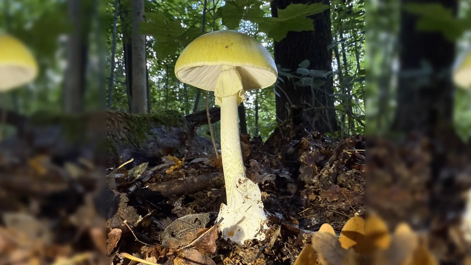 Hochgiftig: Der Grüne Knollenblätterpilz (Amanita phalloides).  (Foto: Verein für Pilzkunde München e.V. / Magdalena Ordosch)